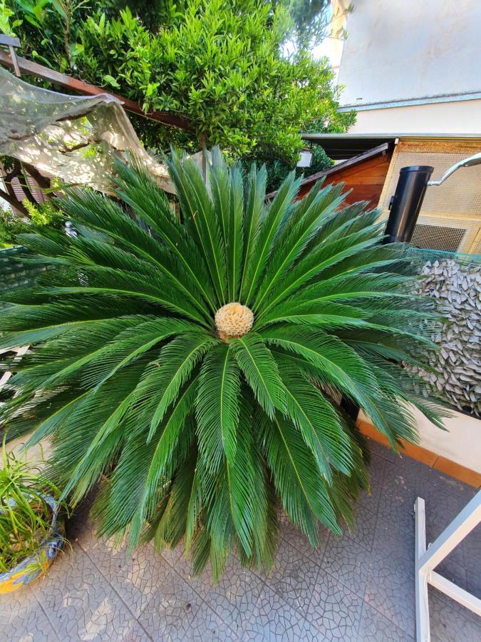 My Dream House Apartment Angri Exterior foto